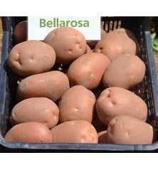 Vetőburgonya Bellarosa