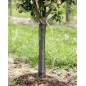 Gyümölcsfa törzsvédő Ø11cm 80cm hosszú